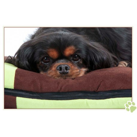 Pose zen du chiot cavalier king Charles