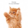Carte postale humoristique anniversaire.Chat roux