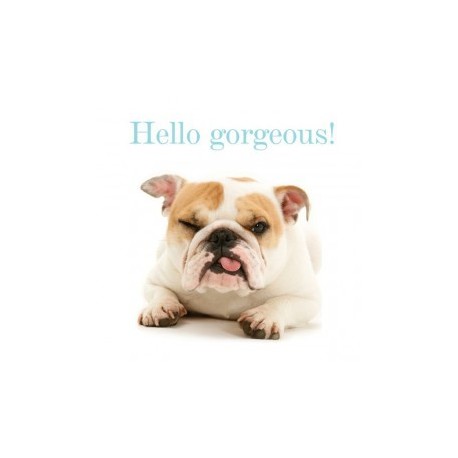 Carte postale représentant un bulldog goguenard