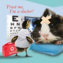 Carte postale représentant un cochon d'Inde chez le docteur
