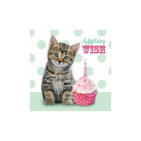 Carte postale représentant le chaton d'anniversaire