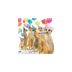 Carte postale représentant la suricates party