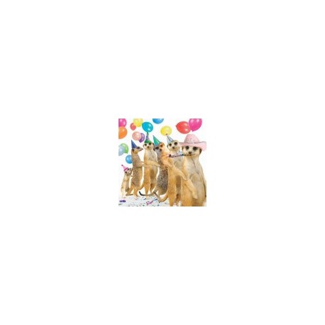 Carte postale représentant la suricates party