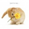 Carte postale représentant fleur et lapin
