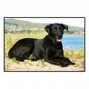 Tapis labrador noir avec photo couleur