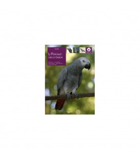 Le perroquet gris du Gabon