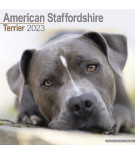 American staffordshire terrier 2023