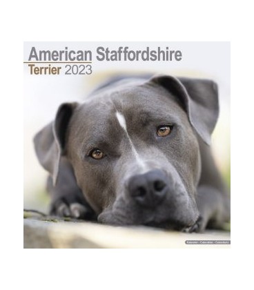American staffordshire terrier 2022