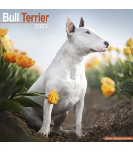 Bull Terrier calendrier 2022