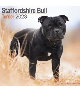 Staffordhire Bull Terrier 2022