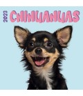 Chiots Chihuahua (studio) 2023