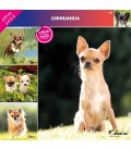 CHIHUAHUA 2024 - CALENDRIER AFFIXE