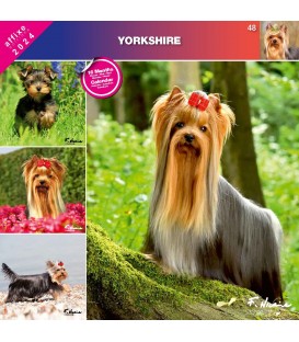 YORKSHIRE TERRIER 2024 - CALENDRIER AFFIXE