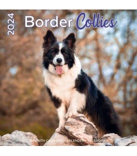 Border Collie Calendrier 2024