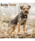 Border Terrier 2024