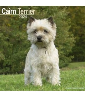 Cairn Terrier 2023
