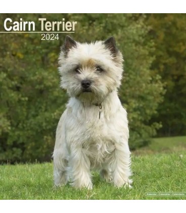 Cairn Terrier 2024