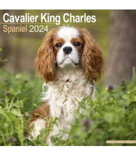 Cavalier King Charles 2024