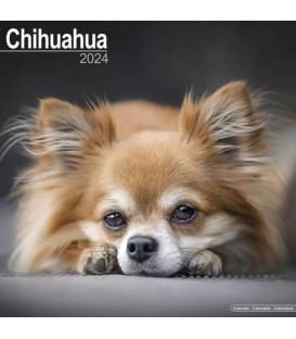 Chihuahua 2024
