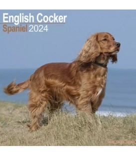Cocker Anglais 2024