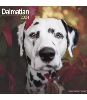 Dalmatiens 2024