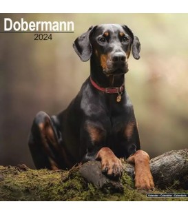 Dobermann 2024