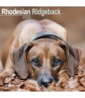 Rhodesian Ridgeback 2024
