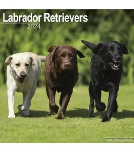 Labradors 2024