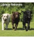 Labradors 2024