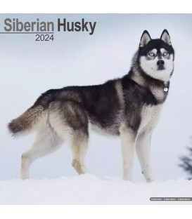Siberian Husky 2024