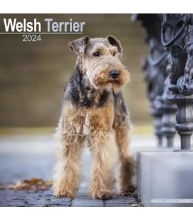 Welsh Terrier 2024