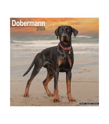 Doberman 2024