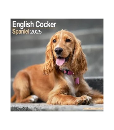 Cocker Anglais