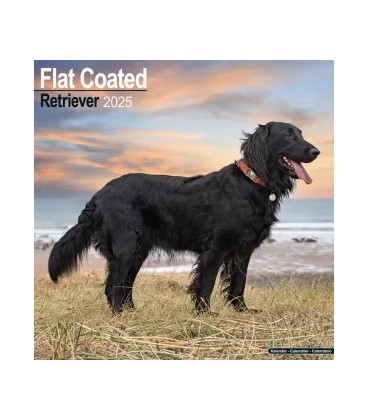 Flat coated retriever