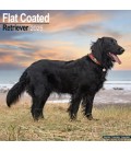 Flat Coated Retriever 2024