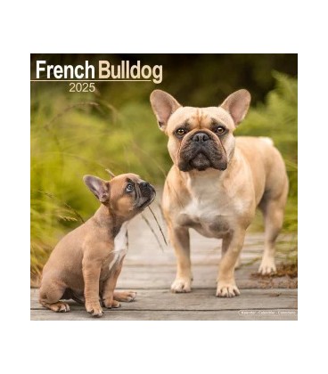 Bouledogue Français 2024