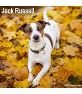 Jack Russell Terrier 2025