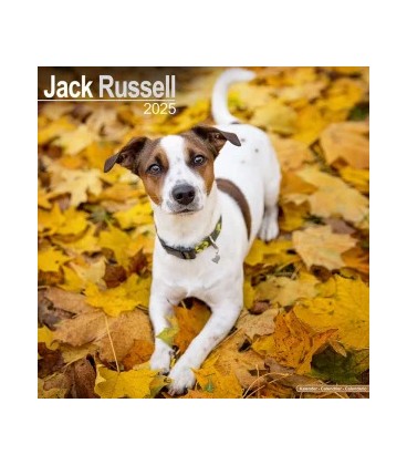 Jack Russell Terrier 2024