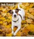 Jack Russell Terrier 2024