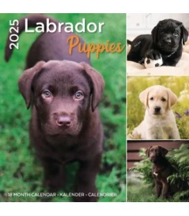 Chiots Labradors 2025