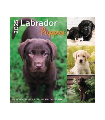 Chiots Labradors 2024