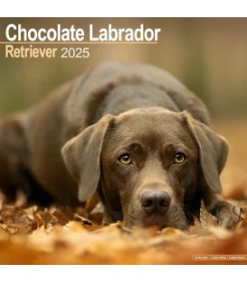 Labrador Chocolat 2025