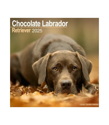 Labrador Chocolat 2024