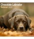 Labrador Chocolat 2024