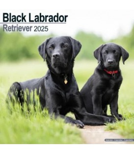 Labrador Noir 2025