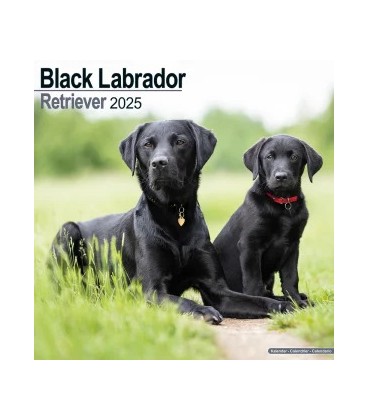 Labrador Noir 2024