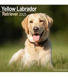 Labrador Sable 2025