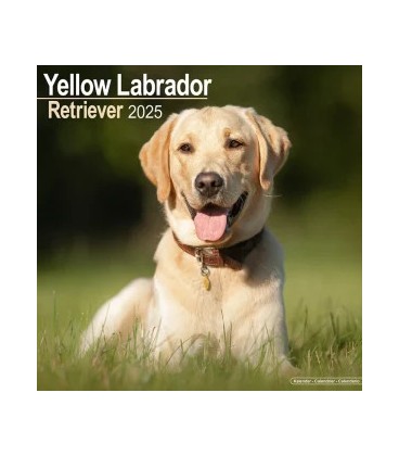 Labrador Sable 2024