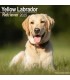 Labrador Sable 2024