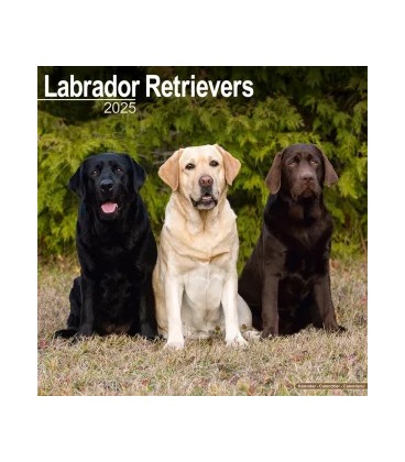 Labradors 2024